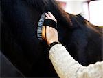 A woman grooming a horse, close-up, Sweden.