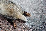 A dead badger on a road, Sweden.