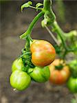 Eine Tomatenpflanze mit Tomaten, Schweden.