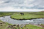 Cheval debout près de l'eau