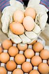 Ecological eggs, close-up.