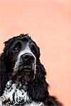 Close-up of cocker spaniel