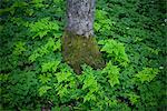 Tree trunk surrounded by fern