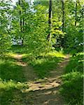 Gespaltener Pfad im Wald, Möhnesee, Kreis Soest, Suedufer, Nordrhein-Westfalen, Deutschland