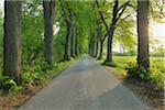 Lime Trees and Road, Gudenhagen, Brilon, Hochsauerland, North Rhine-Westphalia, Germany