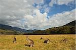 Östliche Graue Kängurus, Geehi, Kosciuszko National Park, New-South.Wales, Australien