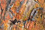 Rote Flechte auf Felsen, Wineglass Bay, Freycinet Nationalpark, Freycinet Peninsula, Tasmania, Australien