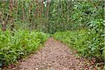 Ferns and Pathway, Jozani Chwaka Bay National Park, Unguja, Zanzibar, Tanzania