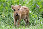 Wild Boar Piglet in Game Reserve, Hesse, Germany