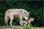 Timber Wolves in Game Reserve, Bavaria, Germany