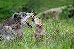 Timber Wolves in Game Reserve, Bavaria, Germany