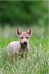 Timber Wolf Cub, Bayern, Deutschland