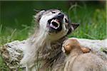 Timber Wolf Knurren auf Cub, Bayern, Deutschland