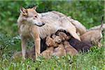 Timber Wolf Nursing Cubs, Bavaria, Germany