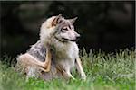 Timber Wolf in Game Reserve, Bavaria, Germany