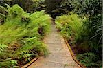 Promenade à travers la forêt tropicale, Corinna, Arthur-Pieman Conservation zone, Tasmania, Australie