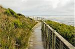 Boardwalk, Tarkine, Arthur-Pieman Conservation Area, Tasmania, Australia