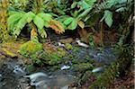 Temperate Rainforest, Tarra-Bulga National Park, Victoria, Australia