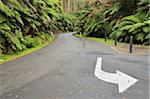 Route à travers la forêt tropicale, le Parc National de Tarra-Bulga, Victoria, Australie