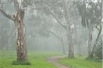 Gum Bäumen, Yarra Bend Park, Melbourne, Victoria, Australien