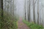 Ash Bergwald in Nebel, Dandenong Ranges-Nationalpark, Victoria, Australien