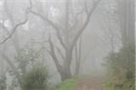 Ash Bergwald in Nebel, Dandenong Ranges-Nationalpark, Victoria, Australien