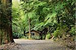 Alfred Nicholas Gardens, Dandenong Ranges, Victoria, Australia