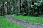 Path Through Mountain Ash Forest, Dandenong Ranges National Park, Victoria, Australia