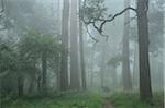 Forêt de sorbier dans le brouillard, le Parc National de Dandenong Ranges, monts Dandenong, Victoria, Australie