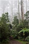 Weg durch Mountain Ash Wald im Nebel, Dandenong reicht Nationalpark, Dandenong Ranges, Victoria, Australien