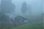 Ferme dans le brouillard, Towong, Victoria, Australie