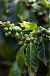 Coffee Plantation, Kauai, Hawaii, USA