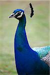 Peacock, Kauai, Hawaii, USA