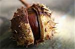 Chestnut. Gifts from autumn. Natural product.