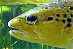 Macro shot of a fish swimming in aquarium