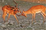 Two black-faced impalas fighting in  late afternoon light, Etosha National Park, Namibia