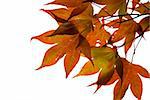 Japanese maple leaves on white background