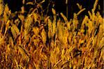 Golden fall grass stalks close and vividly colored