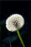 White seeding dandelion in late afternoon sunlight