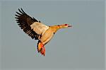 Egyptian goose (Alopochen aegyptiacus) in flight, Kruger National Park, South Africa