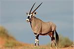 A gemsbok antelope (Oryx gazella) on a red sand dune, Kalahari, South Africa