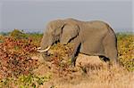 African elephant (Loxodonta africana) feeding on mopane trees, Kruger National Park, South Africa