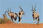 Gemsbok antelopes (Oryx gazella) on dune, Kalahari, South Africa