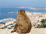 Barbary ape admiring the town of Gibraltar.