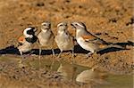 Cape sparrows (Passer melanurus) at the water, Kalahari, South Africa