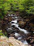 summer forest mountain stream