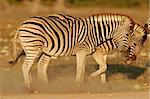 Plains (Burchell?s) Zebra stallions (Equus quagga) fighting, Etosha National Park, Namibia