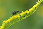 Green fly on a yellow flower macro shot