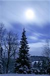 Some trees on a moonlight. cloudy sky. Winter and cold weather