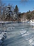 winter frozen forest stream with coniferous trees